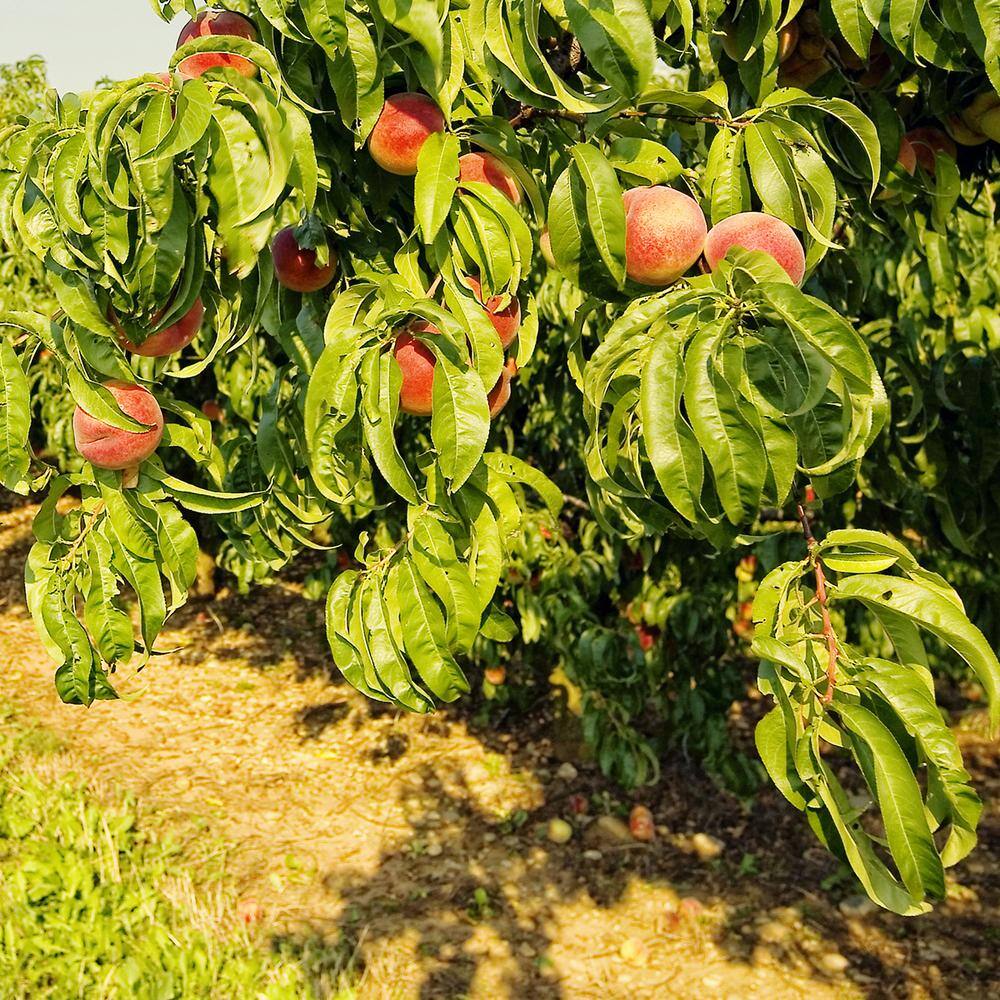 Perfect Plants 4-5 ft. Tall Flordaking Peach Tree in Grower's Pot THD00412