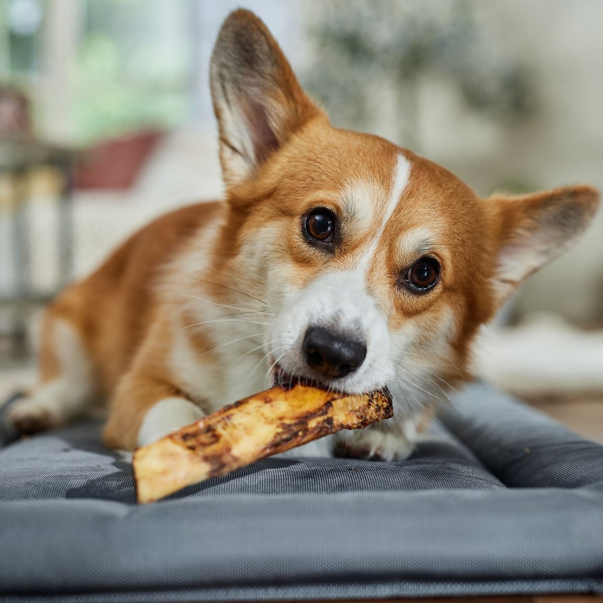 Bones and Chews Made in USA Beef Rib Bone 6\