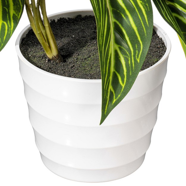 Green Alocasia In White Ceramic Pot.