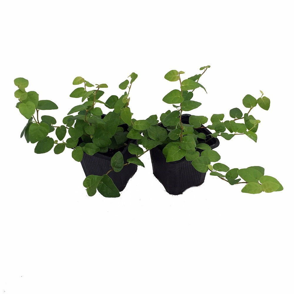 Green Creeping Fig 2 Plants - Ficus - 3" Pot - Houseplant/Terrarium/Fairy Garden