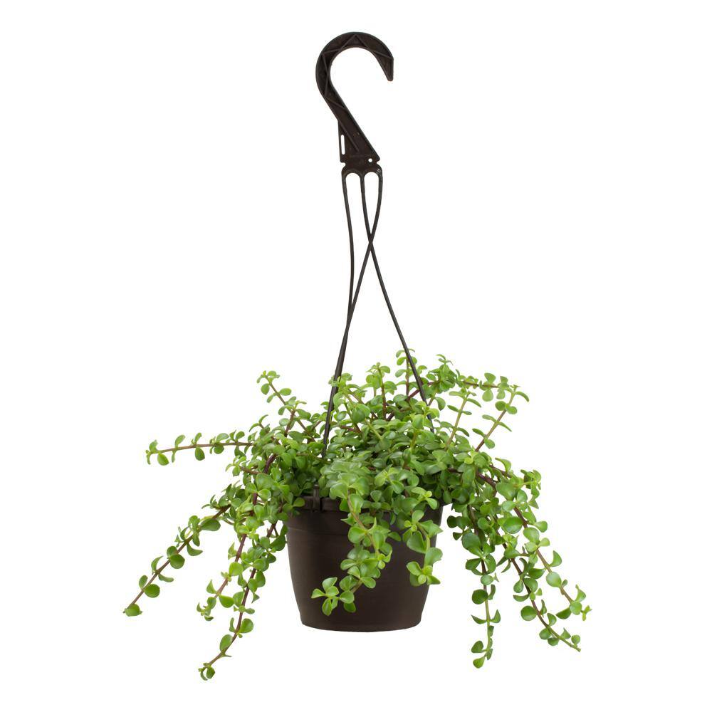 SMART PLANET 6 in. Portulacaria Afra Prostrata Hanging Basket 0883260