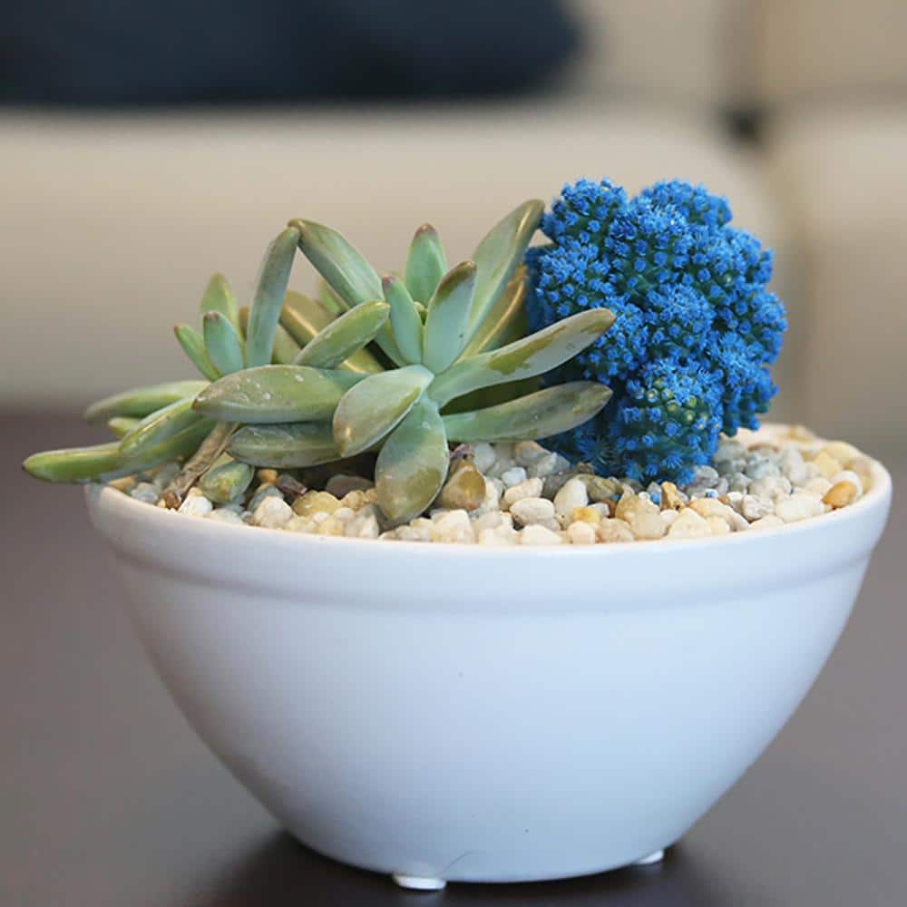 Costa Farms Blue Desert Gems Indoor Cactus Garden in 6 in. Gloss Ceramic Bowl Avg. Shipping Height 3 in. Tall 6DESGEMBLUGLOBW