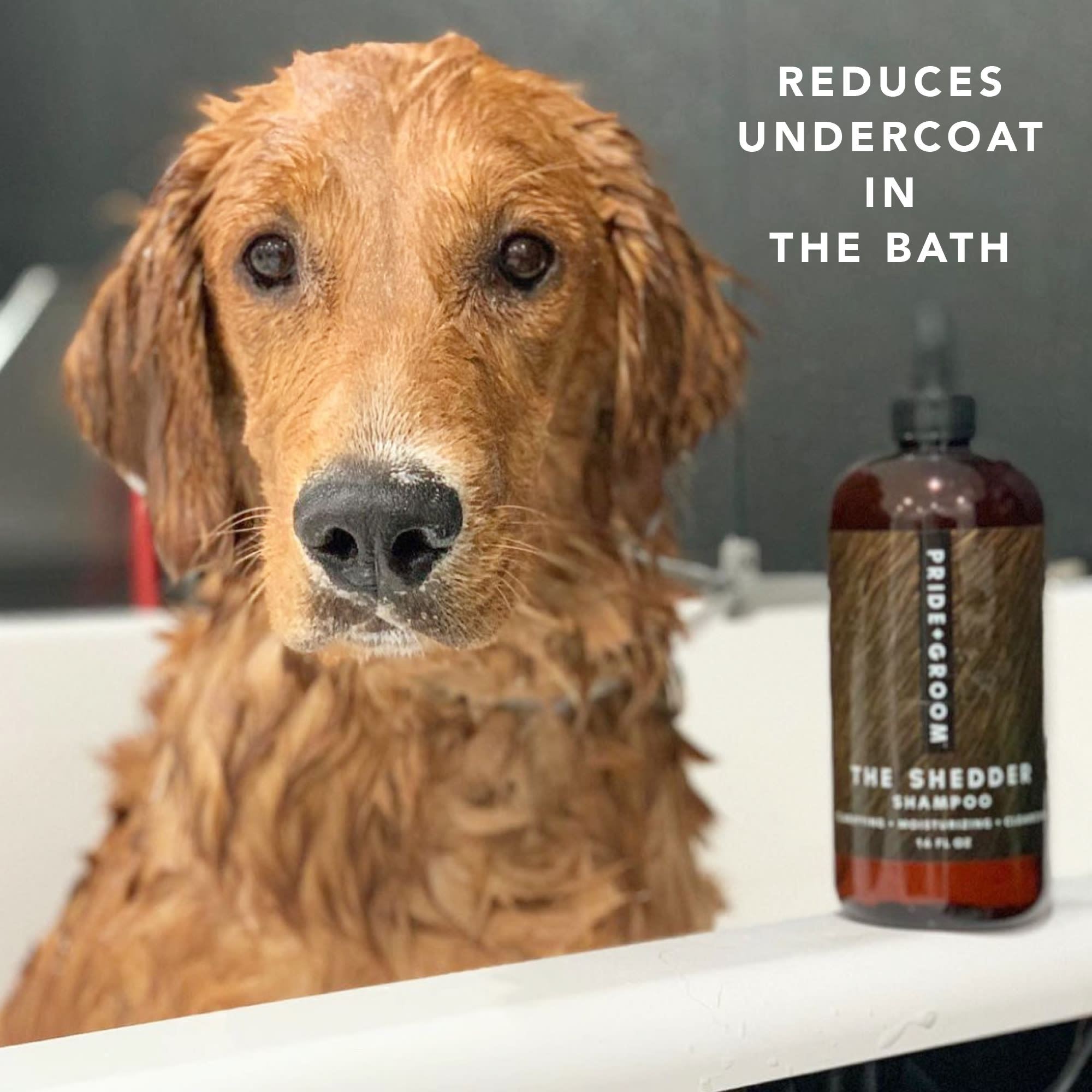 Pride+Groom The Shedder Dog Shampoo， 12 fl. oz.