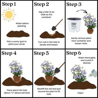 PROVEN WINNERS 2 Gal. Blue Chiffon Rose of Sharon (Hibiscus) Plant with Blue Flowers 14714