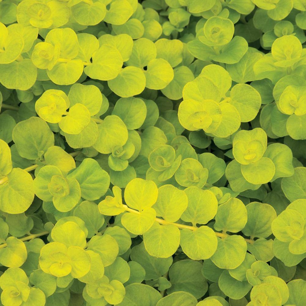 BELL NURSERY 4 in. Creeping Jenny Live Perennial Groundcover Plant (6-Pack) CJENN4GRE6PK