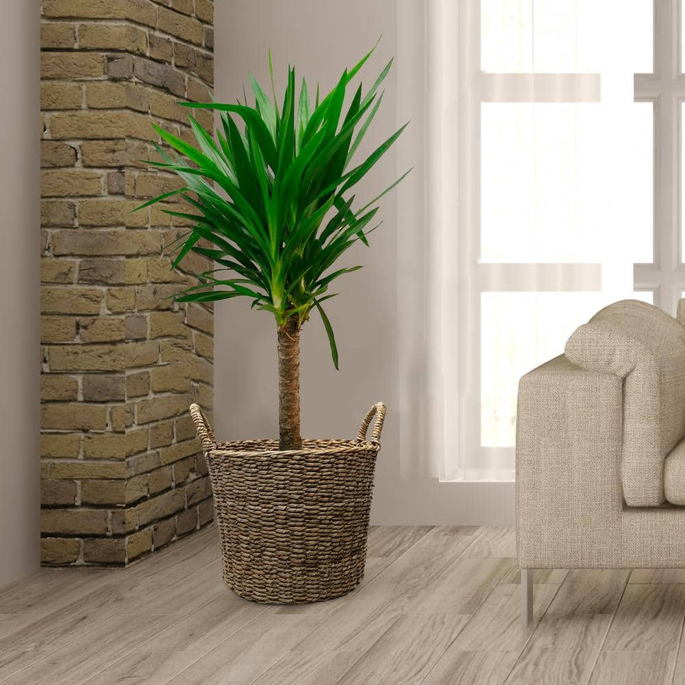 MPG 14.5 in. Dia Seagrass Basket Planter in a Natural Finish with Plastic Liner BT8906