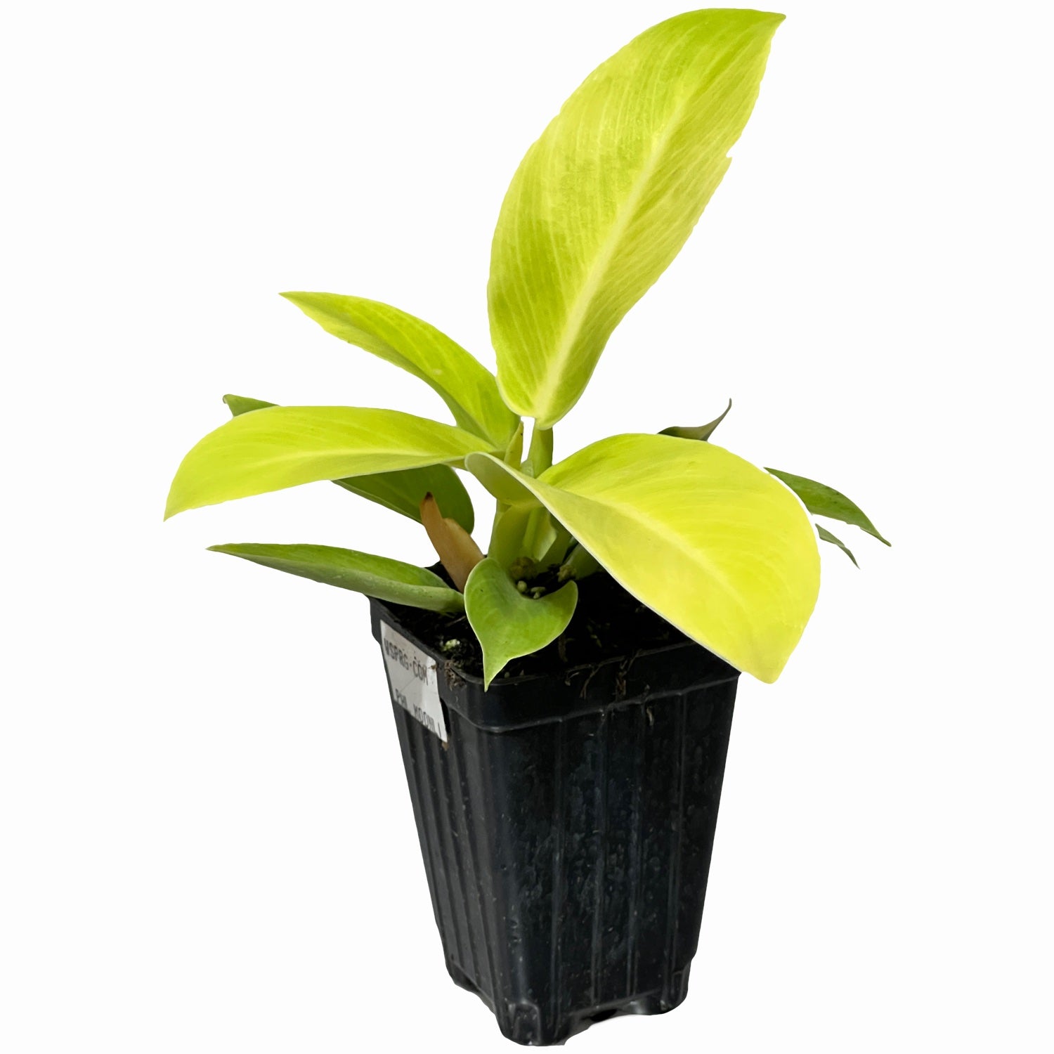 Philodendron Moonlight hybrid Live Plant - Philodendron - Wellspring Gardens Starter Plant