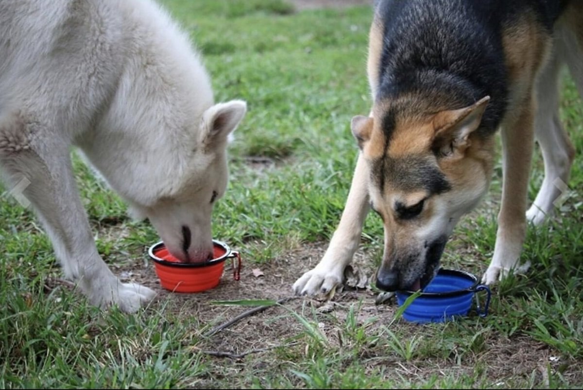 Mr. Peanut's Premium Collapsible Silicone Dog and Cat Bowls