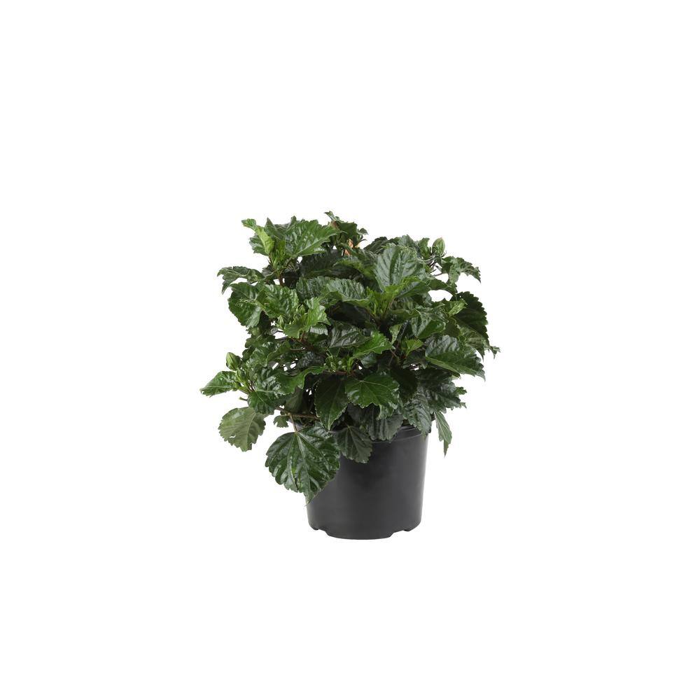 Costa Farms Orange Premium Hibiscus Tropical Live Outdoor Plant in 3 Qt. Grower Pot Avg. Shipping Height 1-2 ft. Tall 10HIBBUSHORANGE