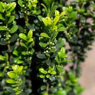 FLOWERWOOD 2.5 Qt. Sky Pencil Japanese Holly(Ilex) Live Plant Upright Growth Habit 3120Q
