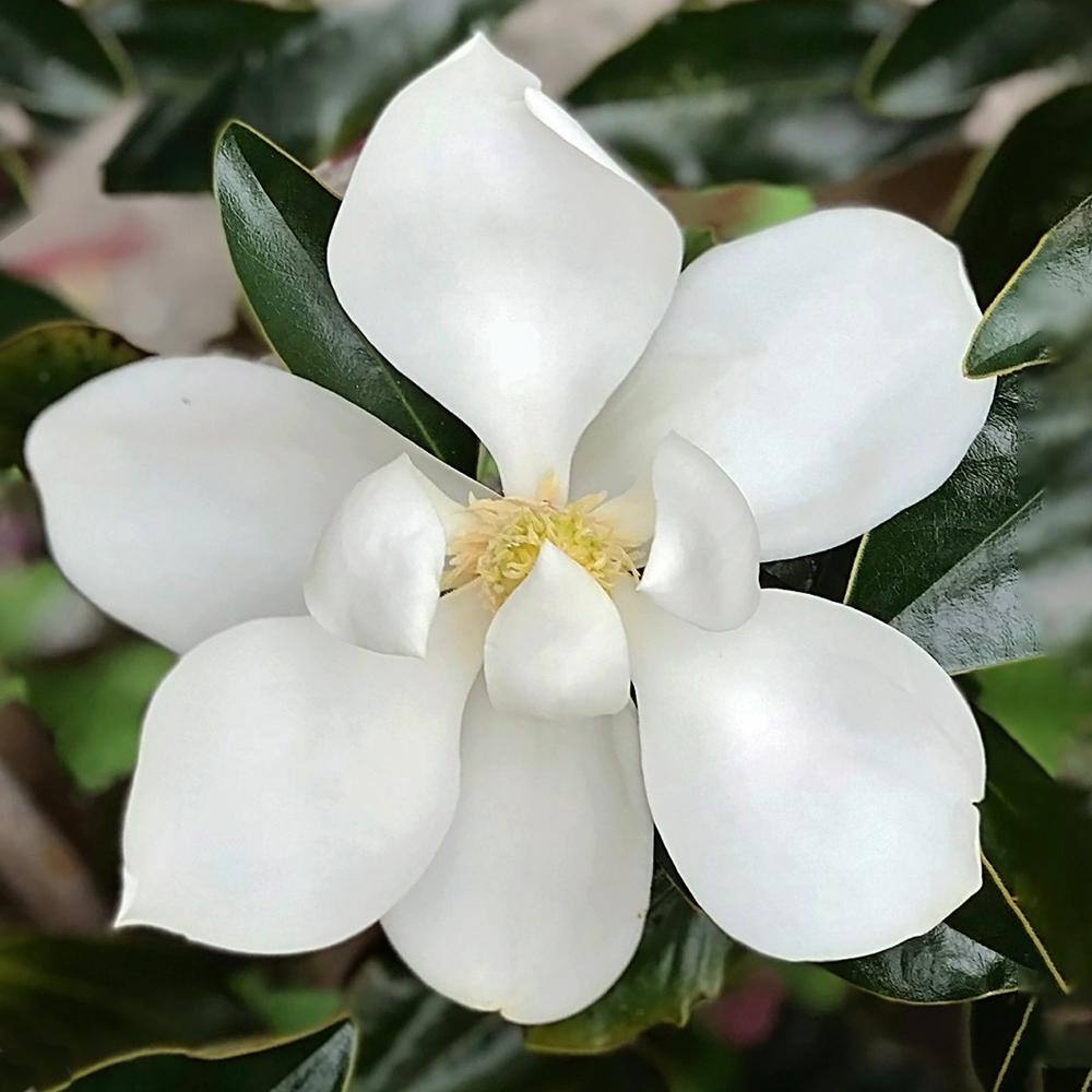 Little Gem Southern Magnolia White Flowering Evergreen Tree MAGLIT07G