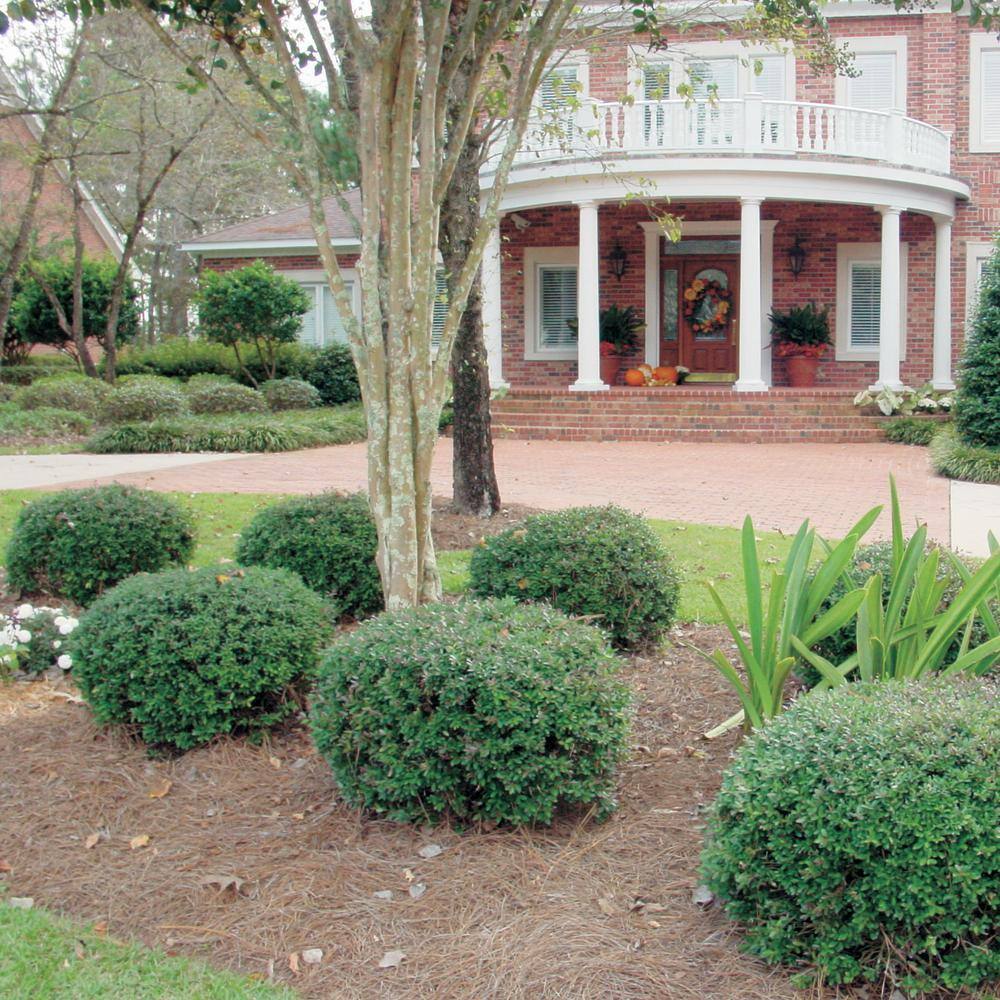 FLOWERWOOD 2.5 Gal - Bordeaux Yaupon Holly(Ilex) Live Evergreen Shrub Burgundy-Red New Foliage 31623FL