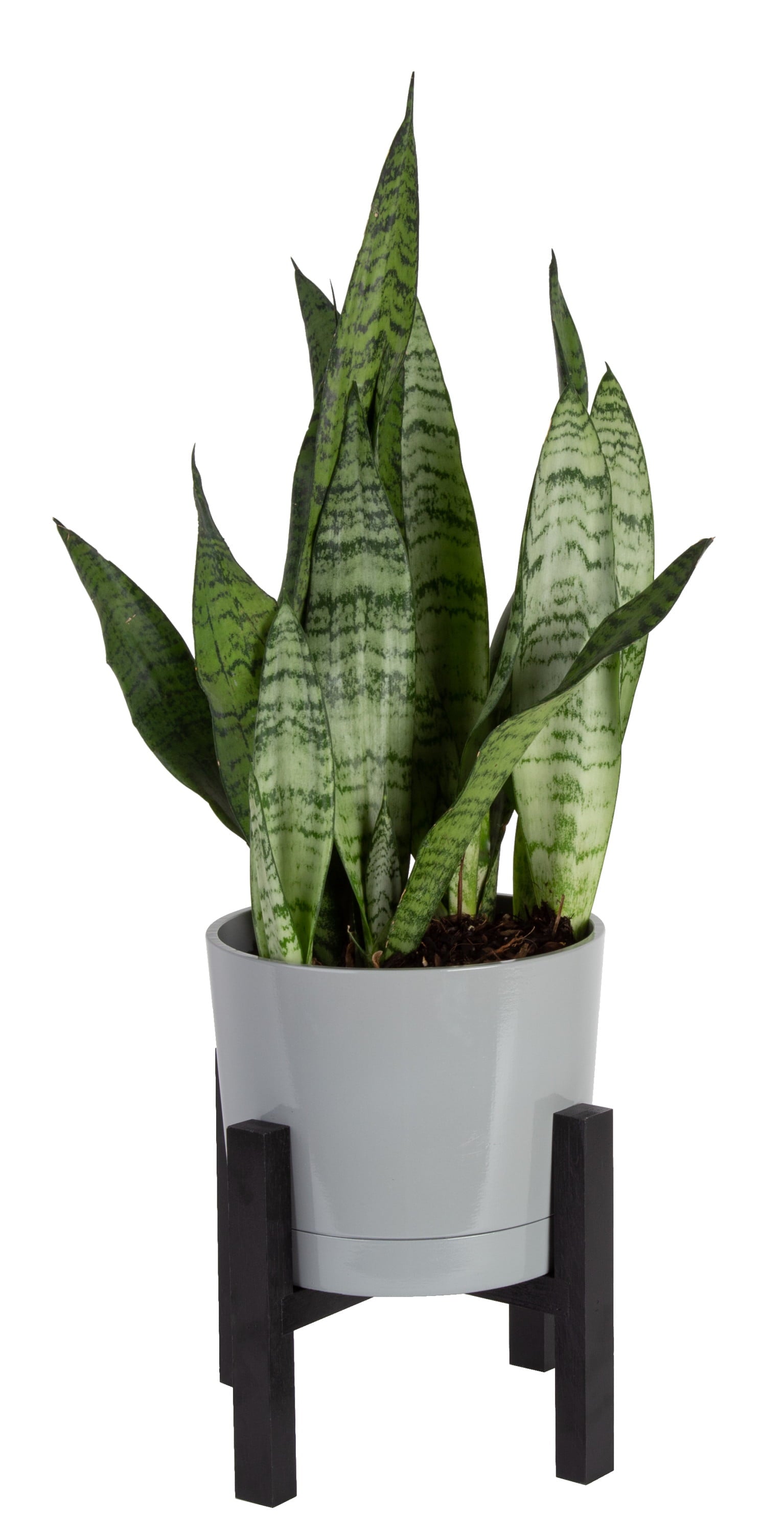 Costa Farms  Live Indoor 14in. Tall Green Snake Plant; Bright， Indirect Sunlight Plant in 6in. Mid-Century Modern Planter