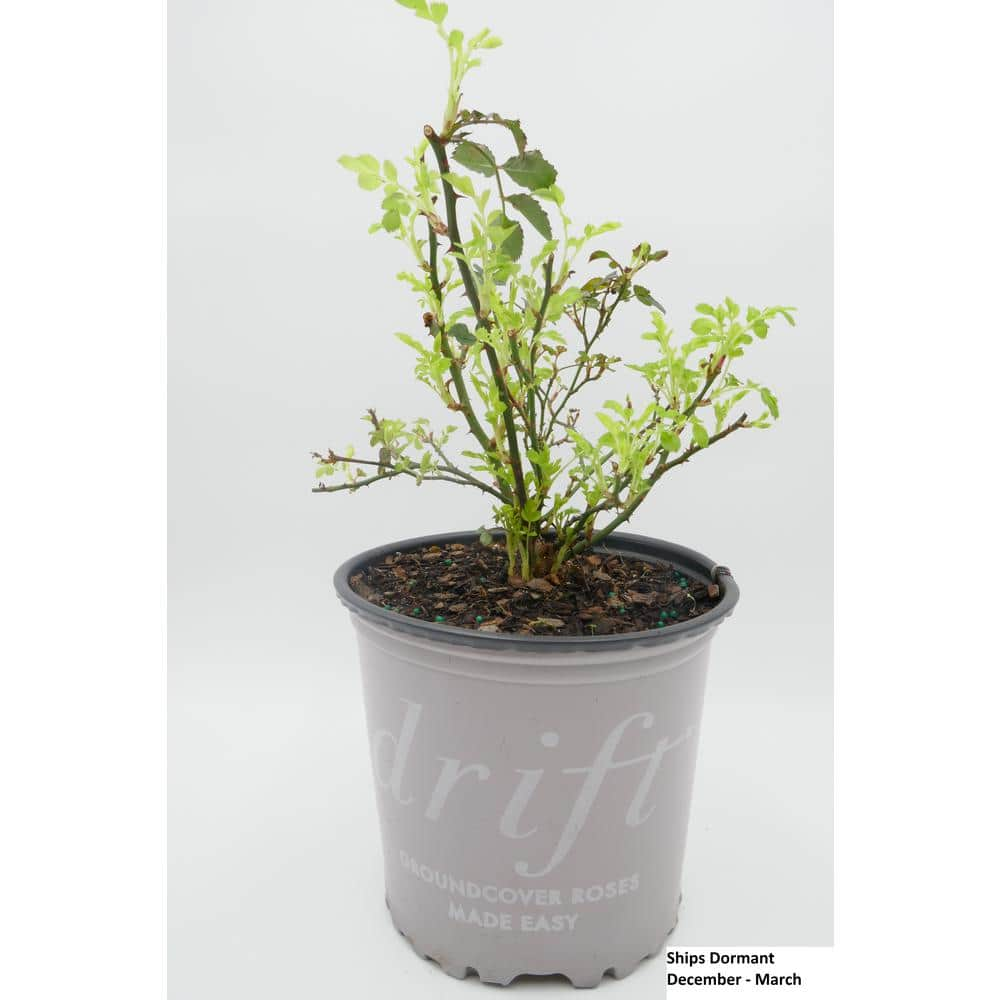 Drift 1 Gal. Apricot Drift Live Rose Bush with Orange Flowers ROSA1APR1PK