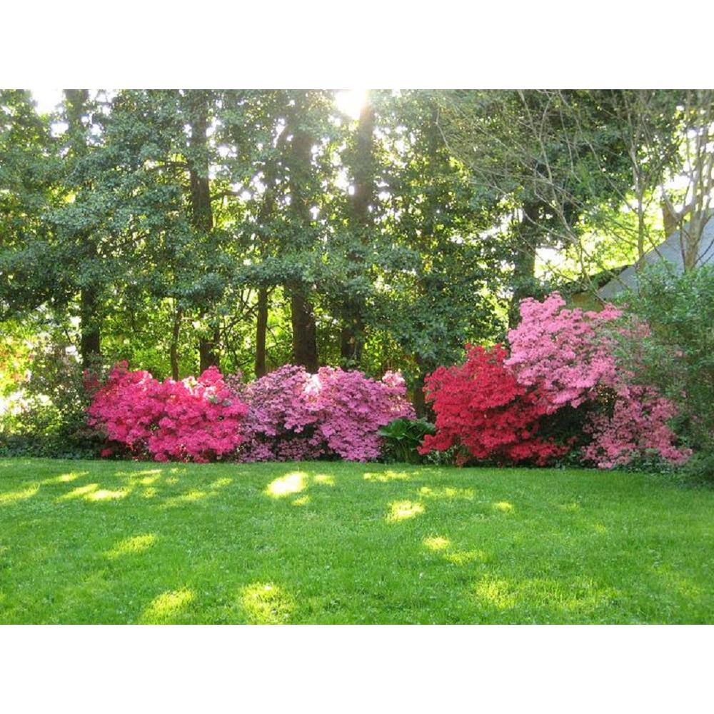 BELL NURSERY 1 Gal. National Beauty Azalea Live Flowering Evergreen Shrub Pink Flowers AZLEA1NAT1PK