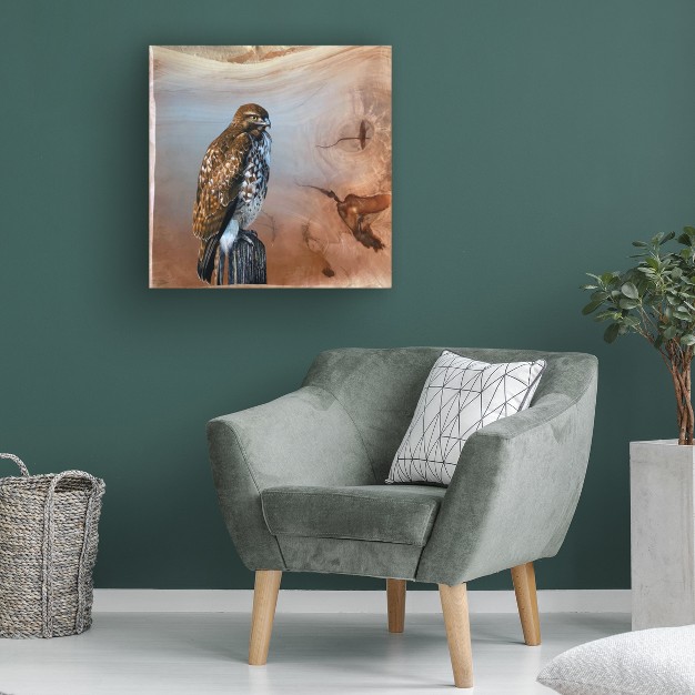 Trademark Fine Art jim Brune x27 redtail Hawk x27 Canvas Art