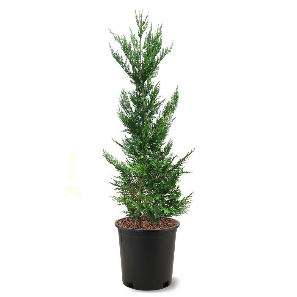 3 Gal. Leyland Cypress Tree CYPLEY03G