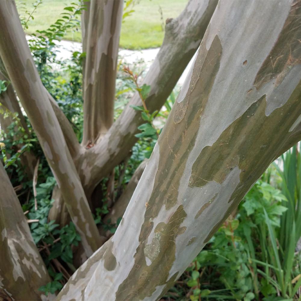 Tonto Crape Myrtle Tree