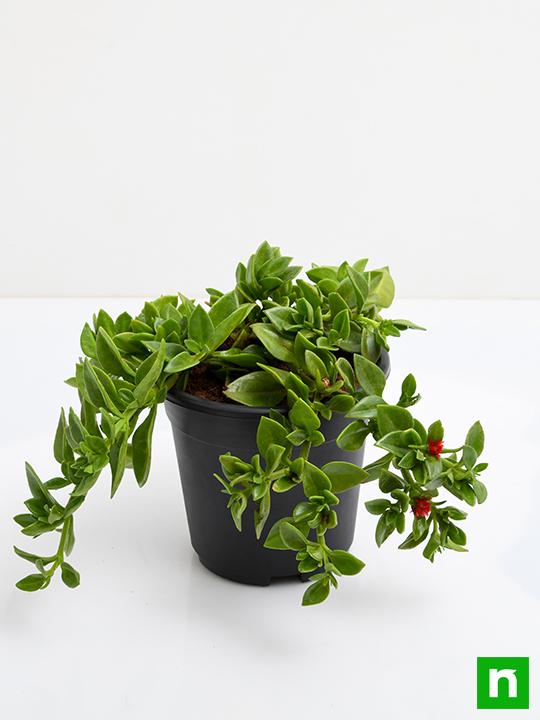 Aptenia, Heartleaf Ice - Succulent Plant