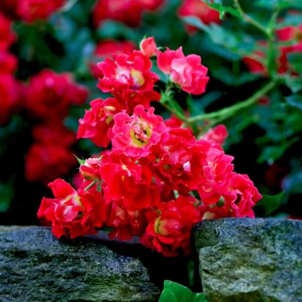 Red Drift Rose