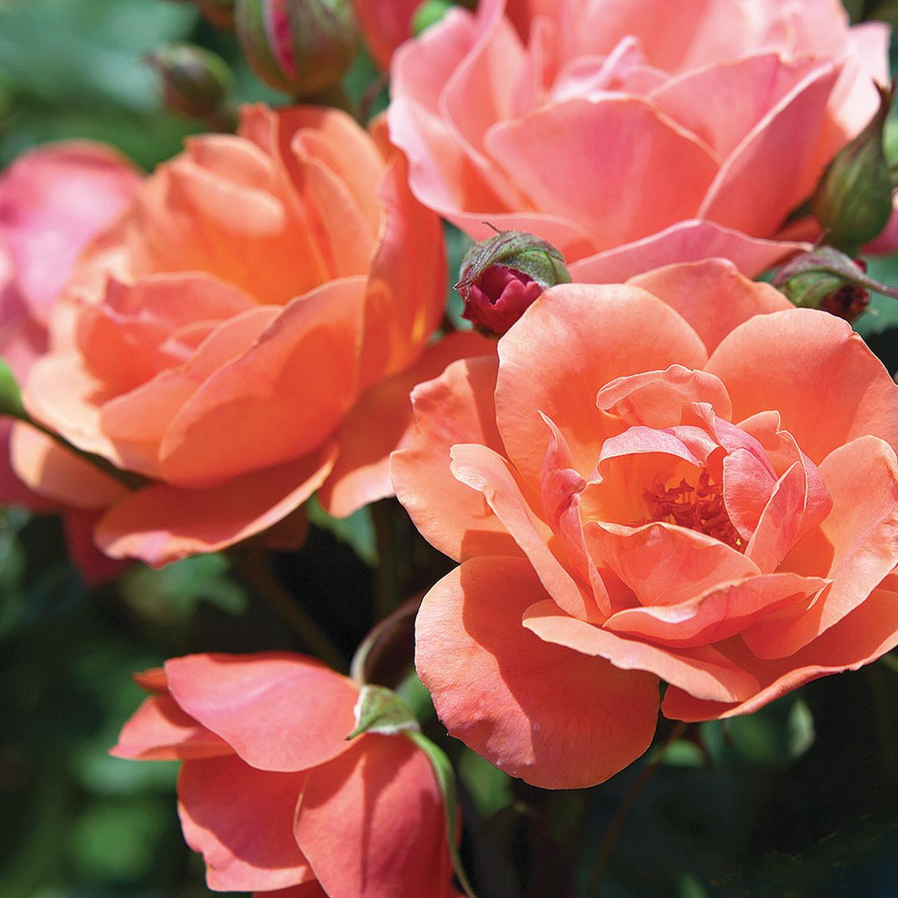 The Coral Knock Out® Rose Plant with Unique Coral Blooms 1 Gallon