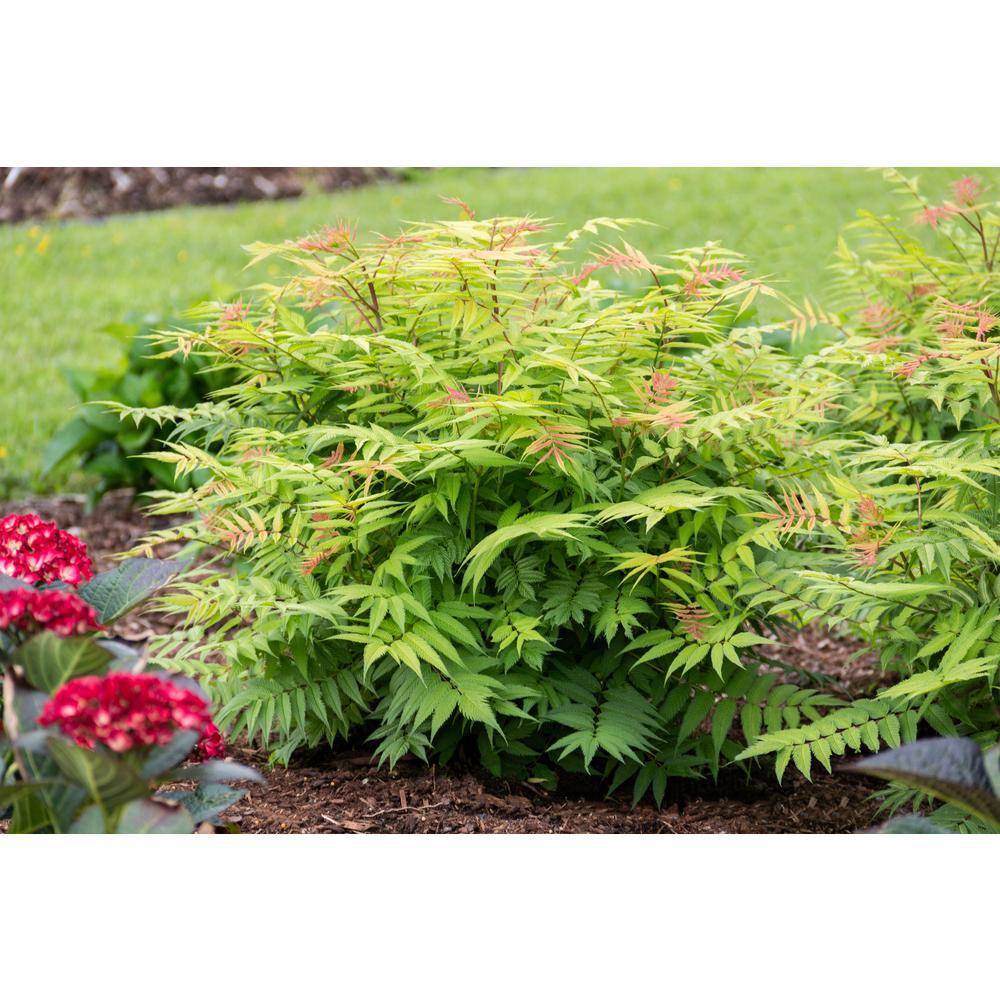 BLOOMIN' EASY Jumbo Pint Cherry On Top Sorbaria Live Shrub White Flowers DGSR4039