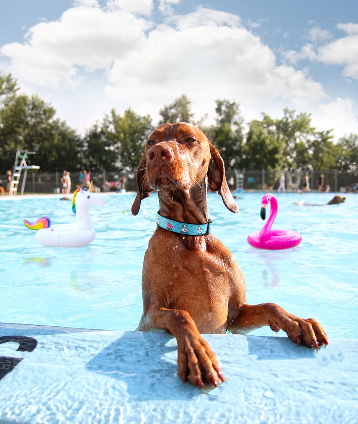 Collar | Pool Floaties