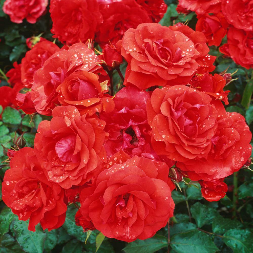 Spring Hill Nurseries Red Ribbons Groundcover Rose Dormant Bare Root Plant with Red Flowers (1-Pack) 88417