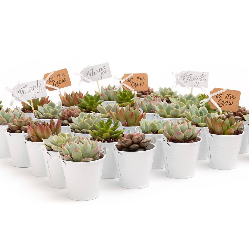 The Succulent Source 2 in. Wedding Event Rosette Succulents Plant with White Metal Pails and Thank You Tags (100-Pack) 2-R-W-TY-100