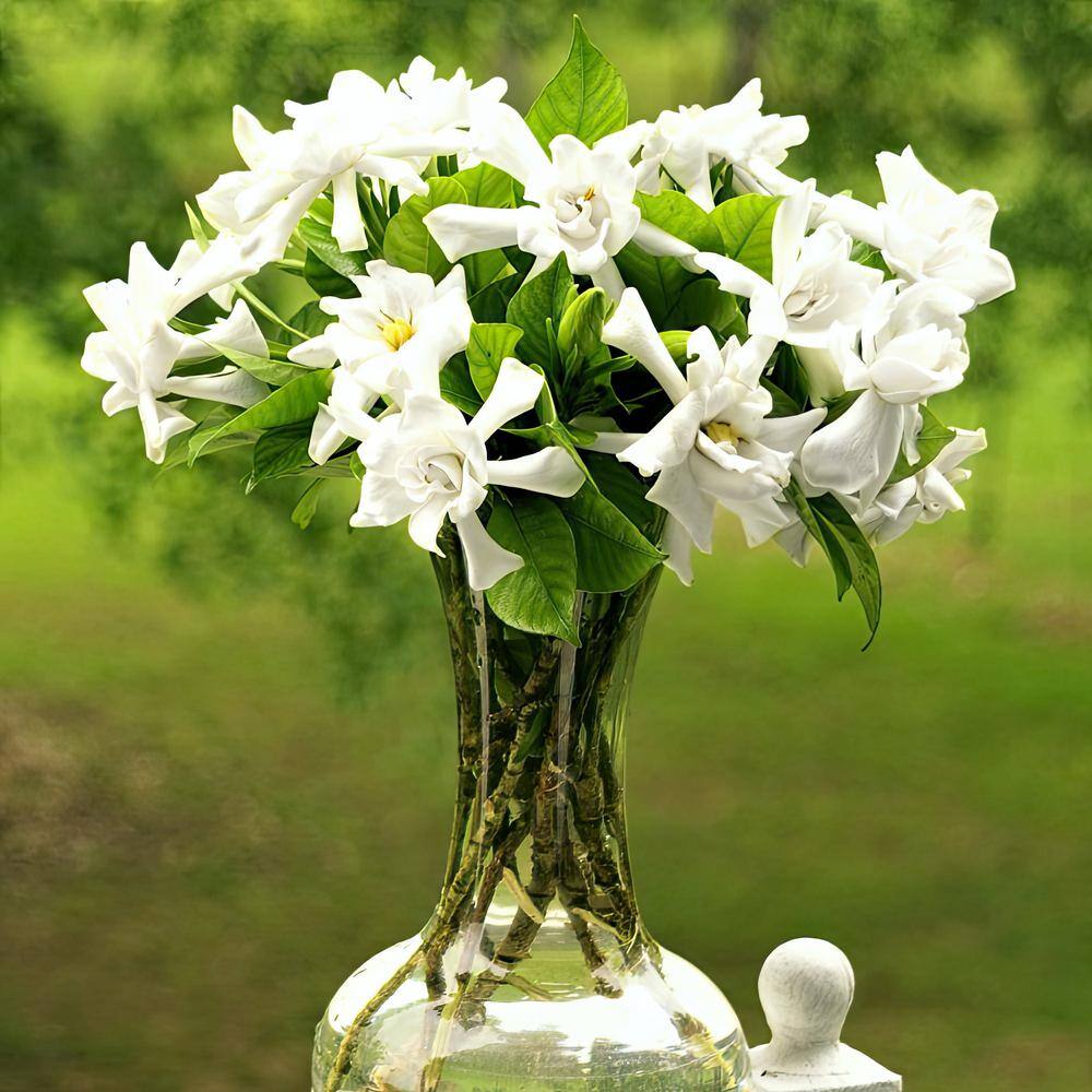 national PLANT NETWORK 3 gal. Gardenia Aimee Tree HD1891