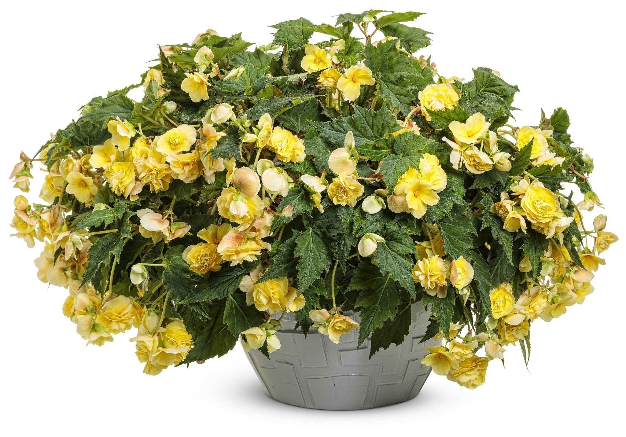 4.25 in. Eco+Grande， Double Delight Primrose (Begonia)， Live Plant， Yellow Flowers (4-Pack)