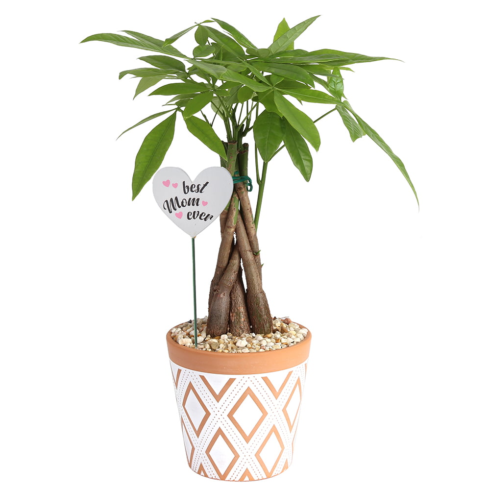 Costa Farms  Live Indoor 16in. Tall Green Money Tree; Medium， Indirect Light Plant in 5in. Terra Cotta