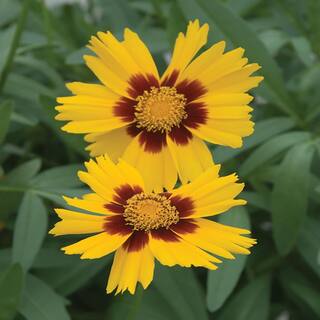 METROLINA GREENHOUSES 2.5 Qt. SunKiss Yellow and Red Tickseed Plant 79328