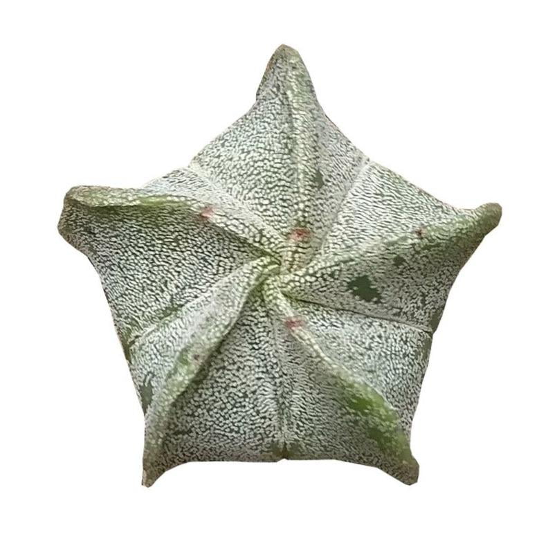 Rare Astrophytum Myriostigma Bishop's Cap Cactus， Unique Succulent Gift Ideas - 4 inch with Clay Pot