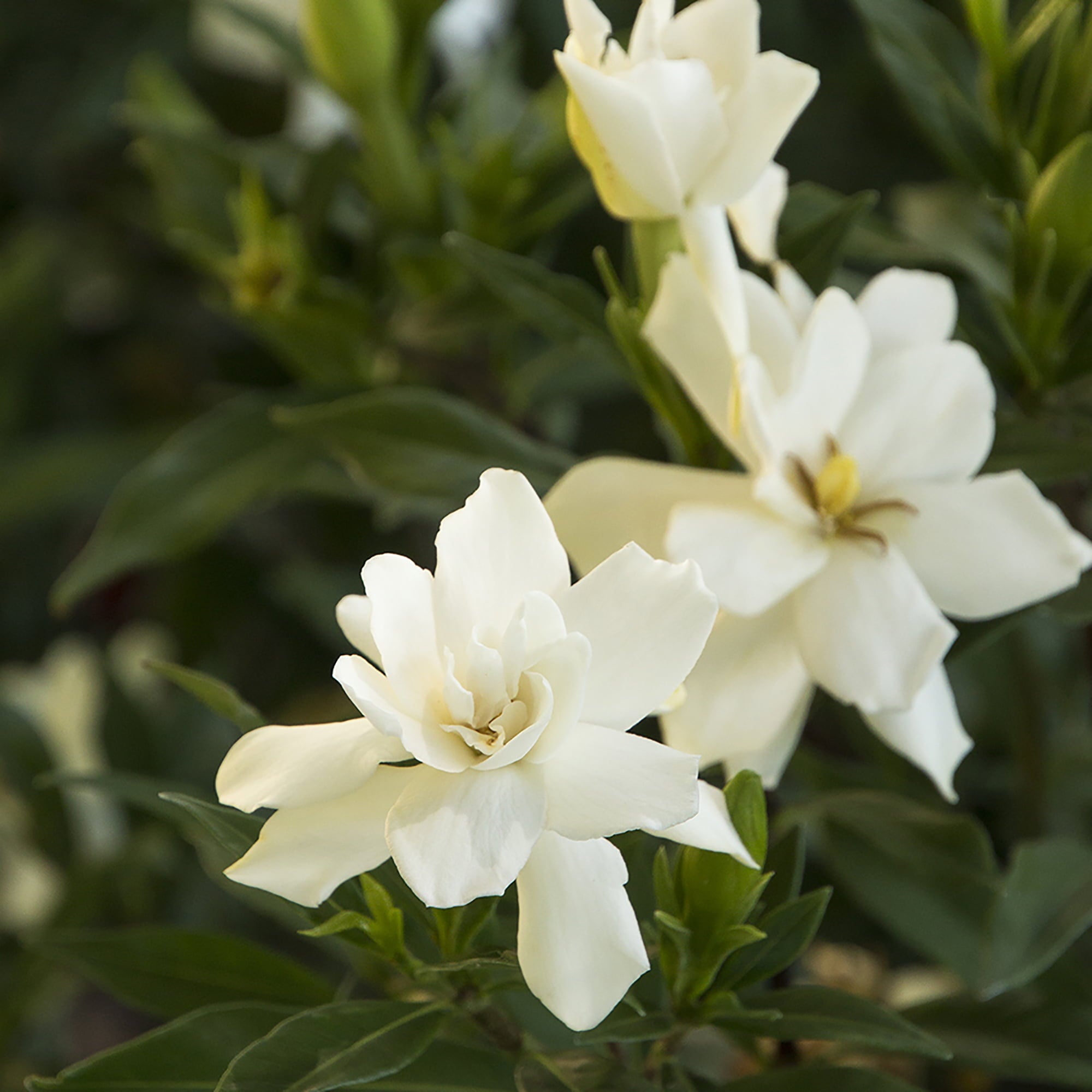 Gardenia Frostproof Live Shrub