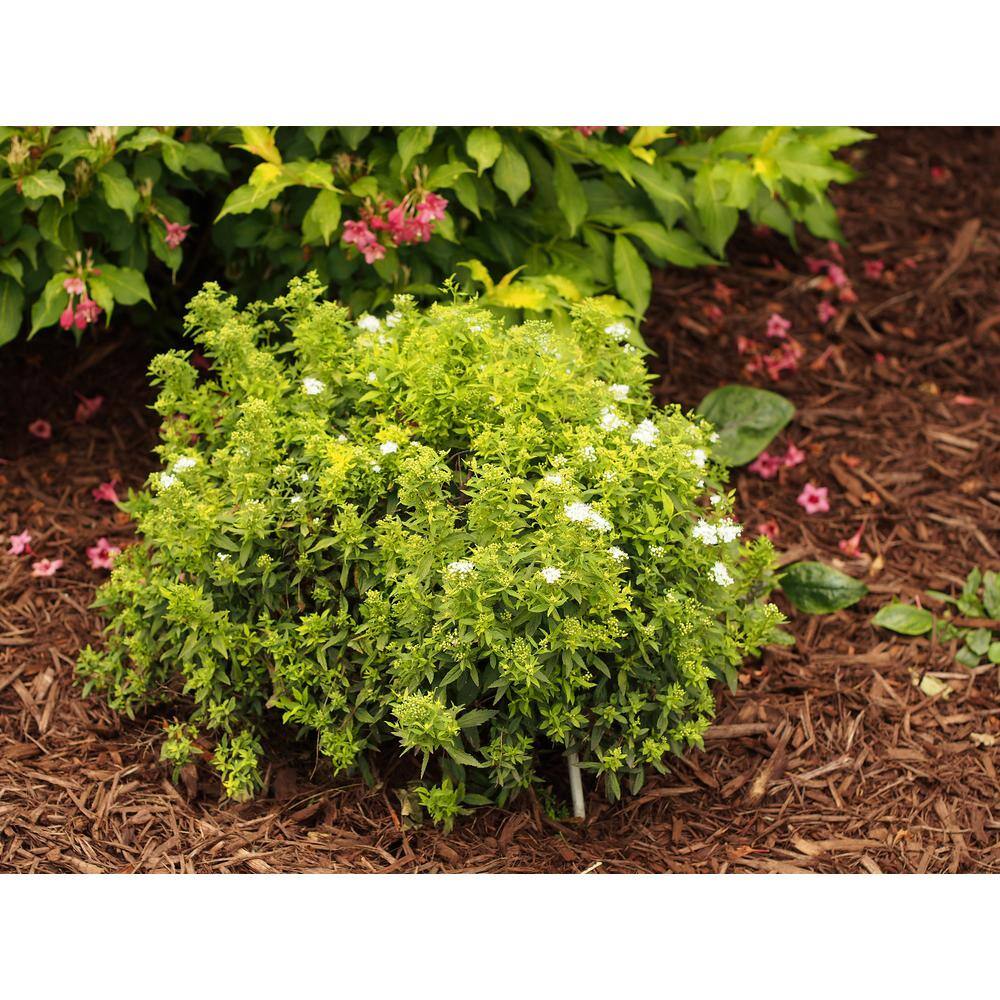 Online Orchards 1 Gal. Goldflame Spirea Shrub Neon Yellow Foliage Clashes Beautifully Against Bright Red Flowers SBSP001
