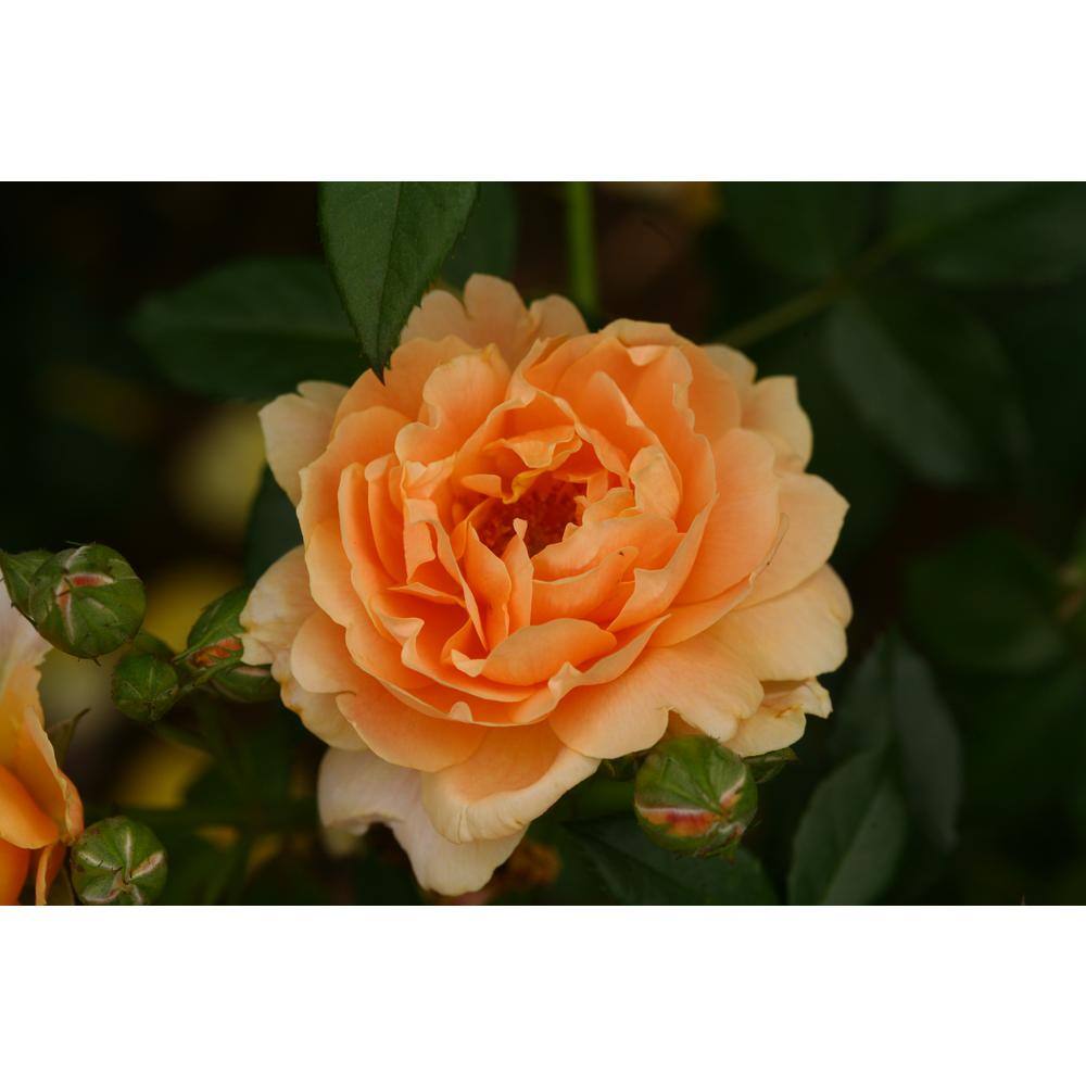 PROVEN WINNERS 4.5 in. Qt. At Last Rose (Rosa) Live Shrub Orange Flowers ROSPRC2017800