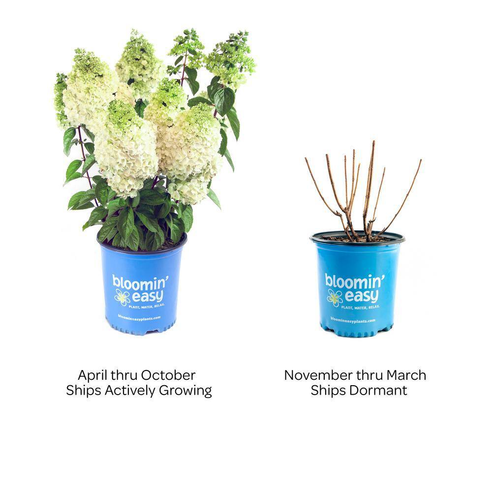 BLOOMIN' EASY 2 Gal. Moonrock Hardy Hydrangea (Paniculata) Live Shrub Cream and Lime Green Flowers DGHG5081