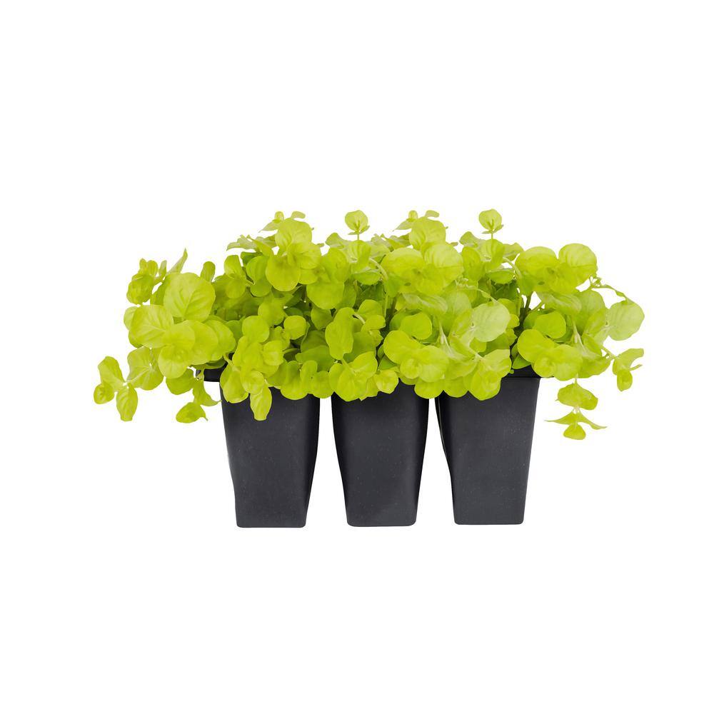 Vigoro 6 in. Creeping Jenny Lysimachia Ground Cover Plant (6-Pack) 68824