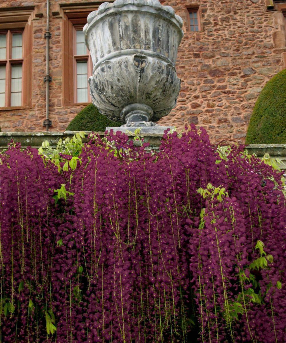 National Plant Network Black Dragon Wisteria Plant w/ Dark Purple Blooms， 2.5 qt. Pot， 10-30 ft. Tall， 10-20 ft. Wide， TSC1303