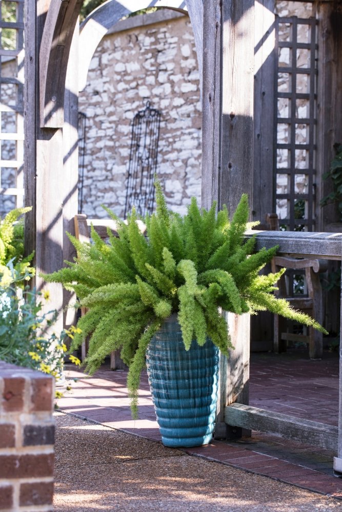 Fern Foxtail Asparagus Meyeri， Bush Ground Cover， 4 Inch Pot