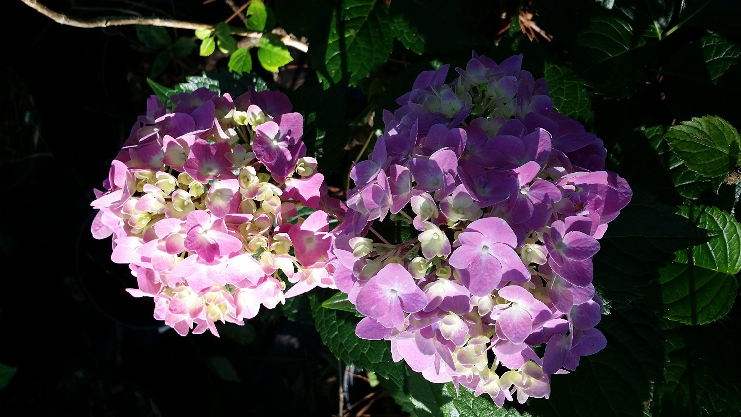 Twist-N-Shout Hydrangea