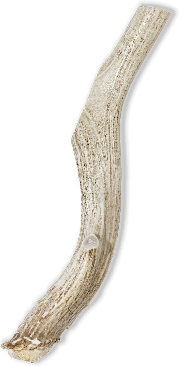 Prairie Dog Whole Deer Antler Dog Chews， 8 - 9.5 in