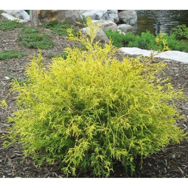 Online Orchards 1 Gal. Gold Mop Threadbranch Cypress Shrub with Colorful Golden Yellow Evergreen Foliage EGTC002