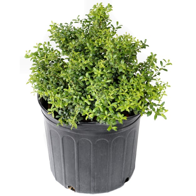 Holly x27 soft Touch x27 2 5qt U s d a Hardiness Zones 5 9 1pc National Plant Network