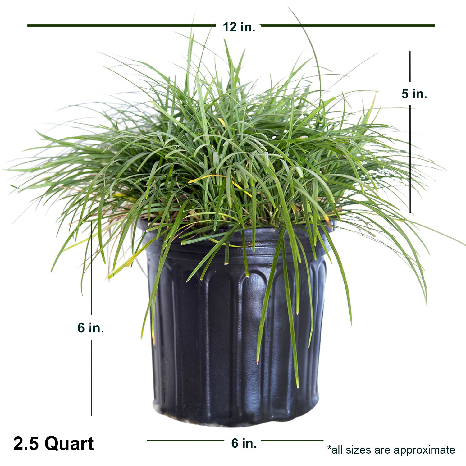 Mondo Grass (2.5 Quart) Evergreen Groundcover - Full Sun to Part Sun Live Outdoor Plant