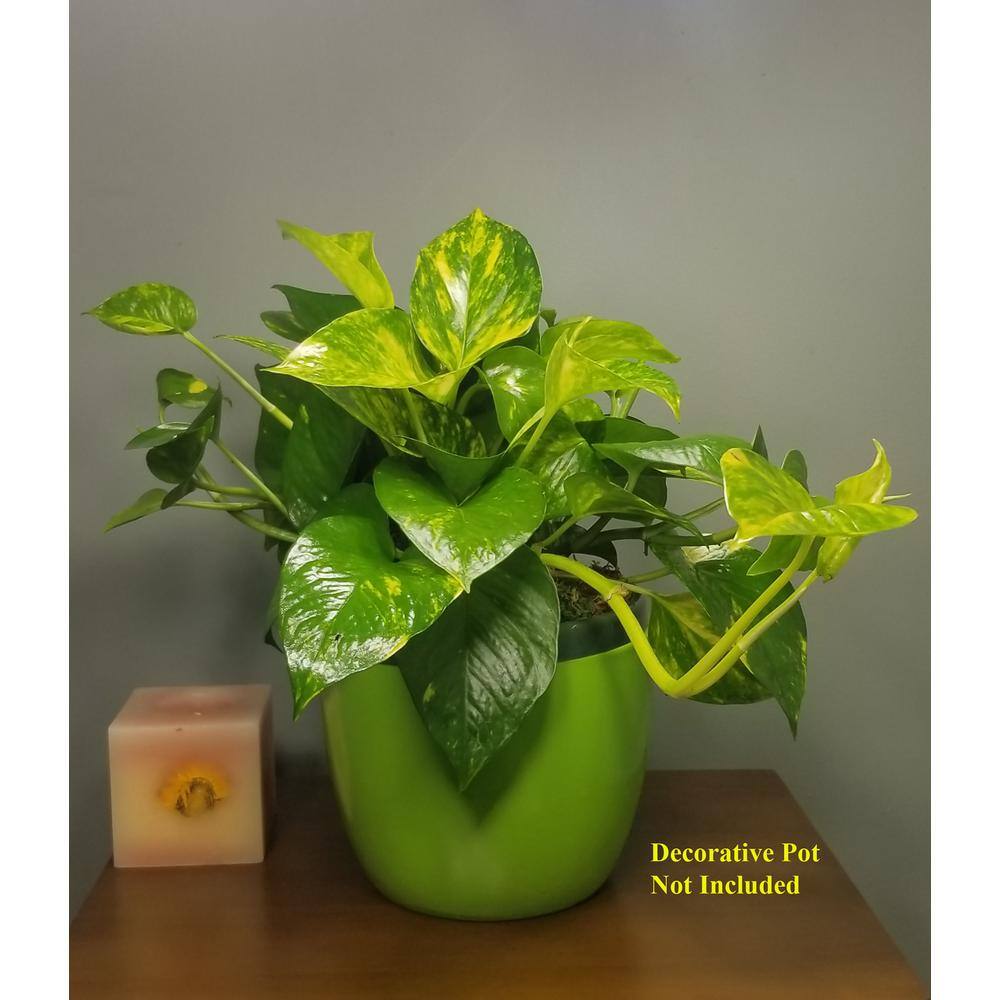 Golden Pothos Plant in 6 in. Hanging Basket (2-Pack) 2PkHBGldP