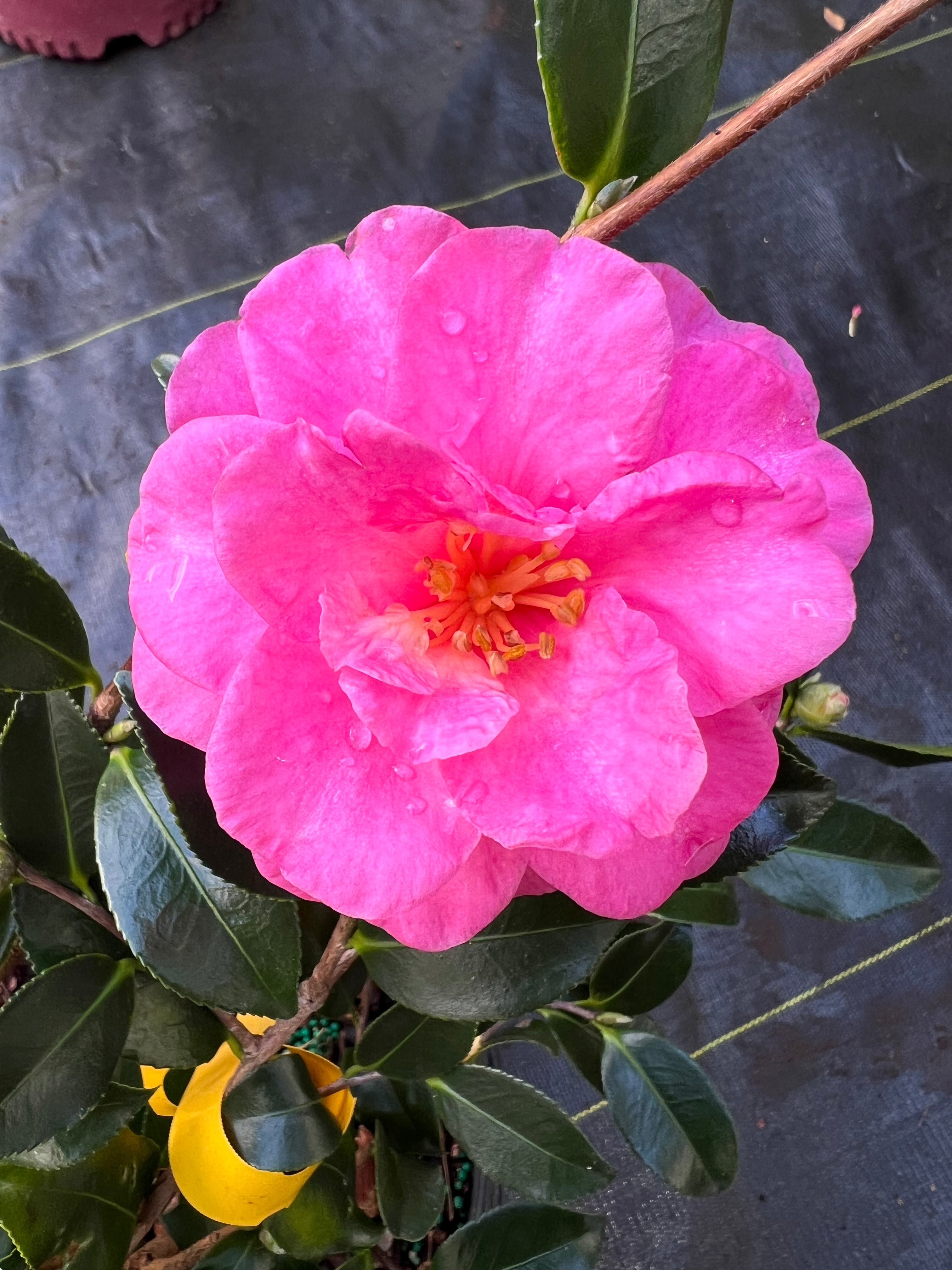 Shishi Gashira Dwarf Camellia Sasanqua