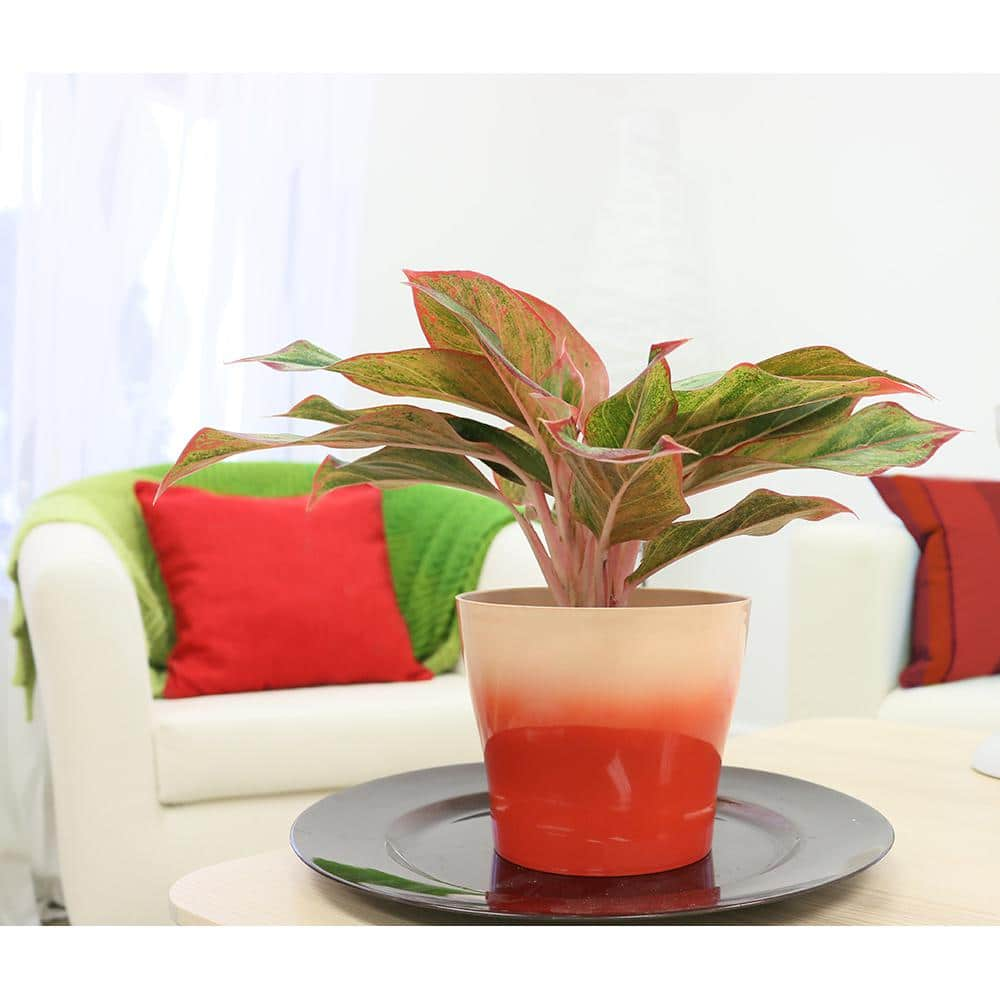 Costa Farms Aglaonema Creta Indoor Plant in 6 in. Grower Pot Avg. Shipping Height 1-2 ft. Tall 6AGCRETA