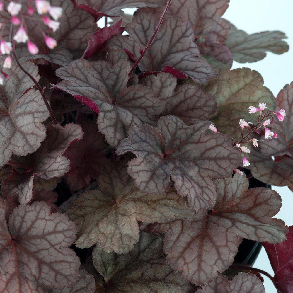 DeGroot 2 Gal. Raspberry Sea Coral Bells (Heuchera) Live Perennial Plant Raspberry Foliage DGPRH189